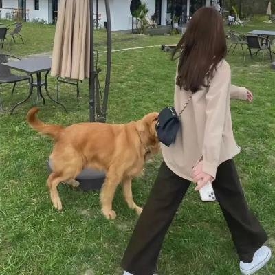 初生之犊